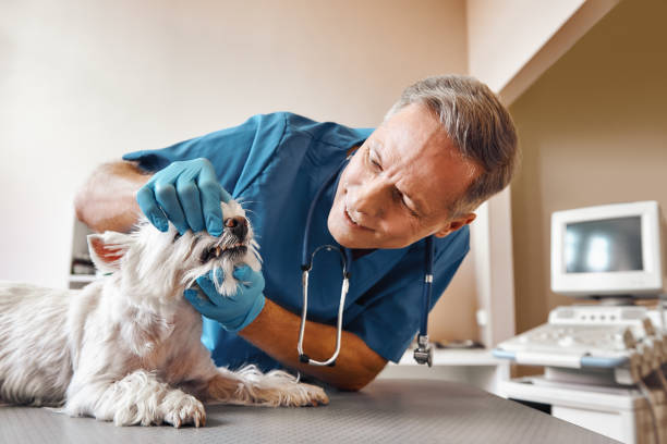 Best Chipped Tooth Repair Near Me  in Craig Beach, OH